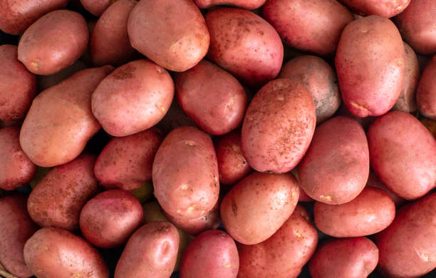 赤いジャガイモ、ジャガイモの果物の多くからの背景。自然農業、有機 - raw potato red potato red nutrient ストックフォトと画像