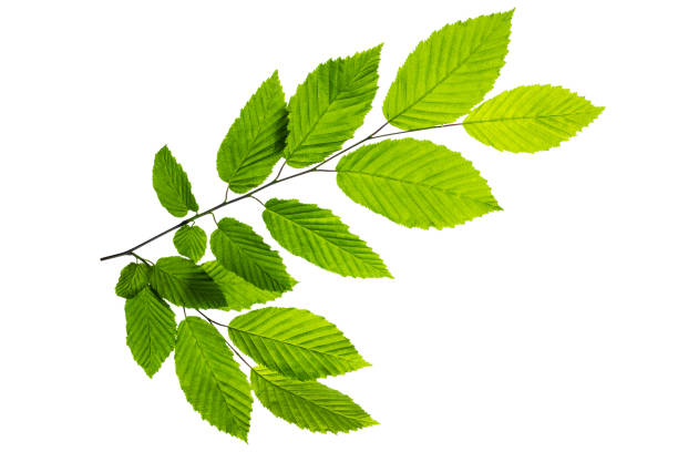 istock Branch of tree with green leaves on white background 1319981034