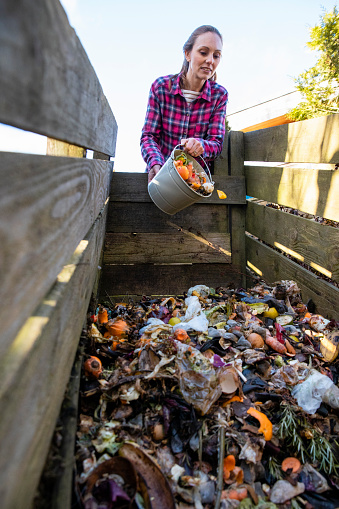 A mid adult woman pouring vegetable peelings into a composter in her back garden at his home in the North East of England.