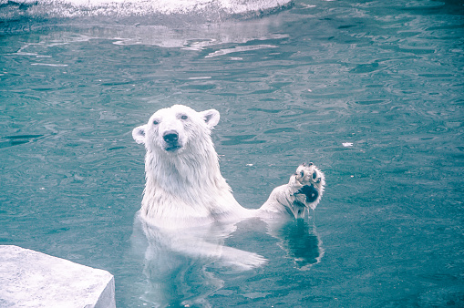 Polar Bear In St. Petersburg Zoo, Russia