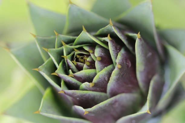 istock artichoke in a closeup 1319983847
