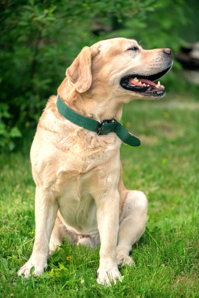 istock Beautiful thoroughbred dog yellow labrador outdoors on the grass 1319984572