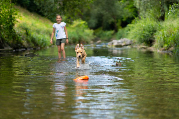 istock girl with dog enjoying playing in river 1319984797