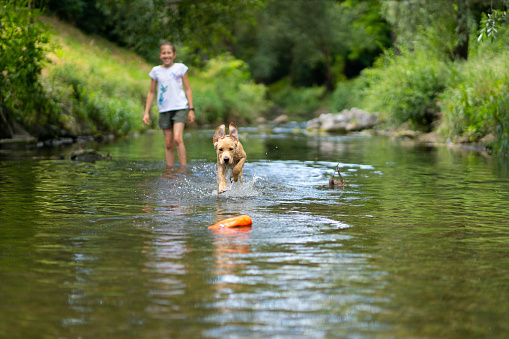 labrador puppy running after small bag in river, happy smiling girl blurred in background, short play in water during walk in summer