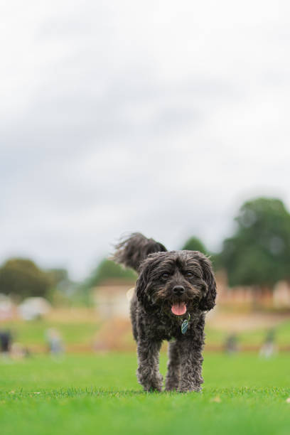 Dog running and chasing the ball at the park