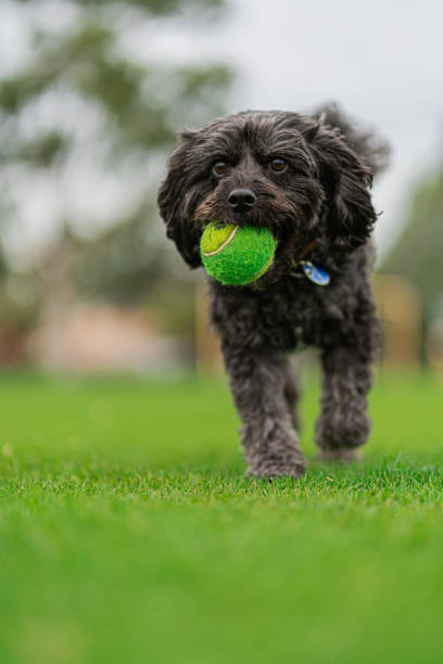 istock Happy Cavoodle playing at the park 1319985074