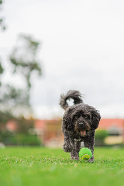 istock Happy Cavoodle playing at the park 1319985144