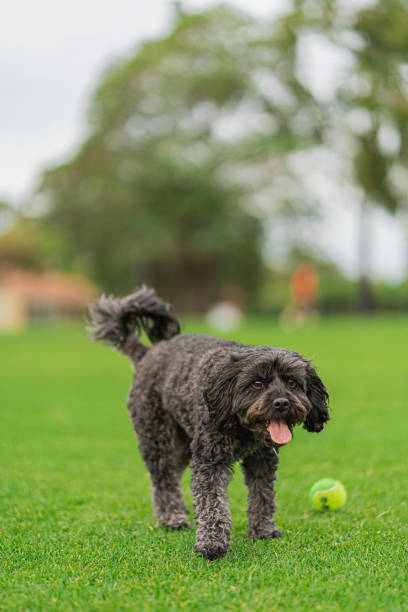istock Happy Cavoodle playing at the park 1319985324