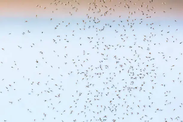 Mosquitoes flying and swarm