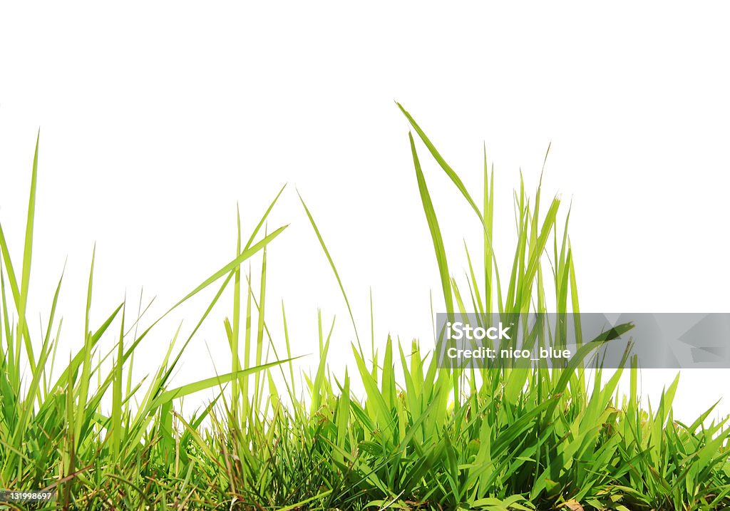 Pusta grass - Zbiór zdjęć royalty-free (Obszar trawiasty)