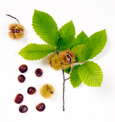 Hazelnut with green leaves on a hazel grove branch.