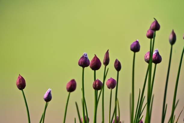 Purple closed flowers of chives just before they bloom Allium schoenoprasum blossoms not in bloom yet schnittlauch stock pictures, royalty-free photos & images