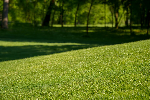 Green lawn with trimmed grass and trees in the background.