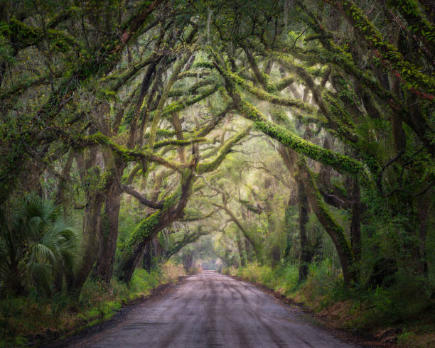 istock Oak Tree Tunnel on Edisto Island 1319987739