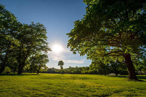 Beautiful morning light in public park with green grass field.