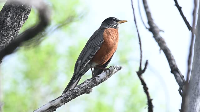 American Robin singing while perched on a tree branch