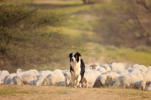 istock Portrait of border collie and donkey 1319988511
