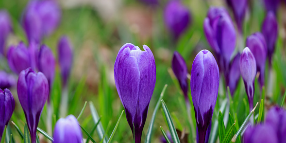 Daytime side view close-up of purple crocuses growing in a meadow -  shallow DOF, only the flower in the middle is in focus