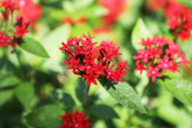 Pentas lanceolata commonly known as Egyptian starcluster is a species of flowering plant