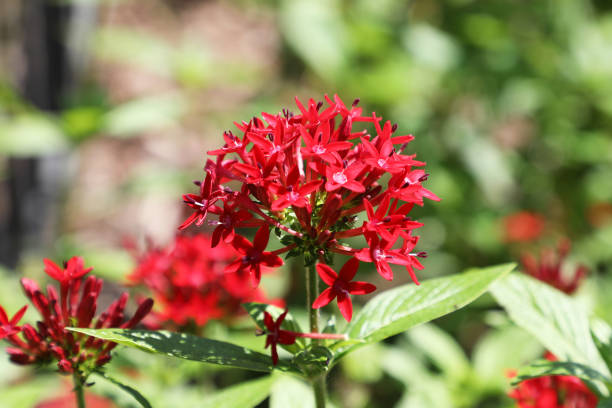 istock Pentas lanceolata flowering plant 1319989233