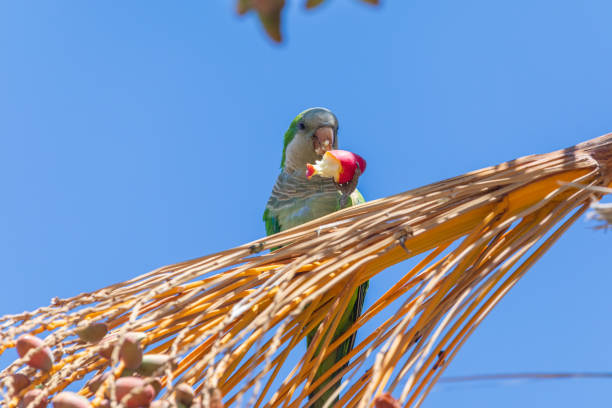 istock Quaker parrot with eat in beak 1319989634