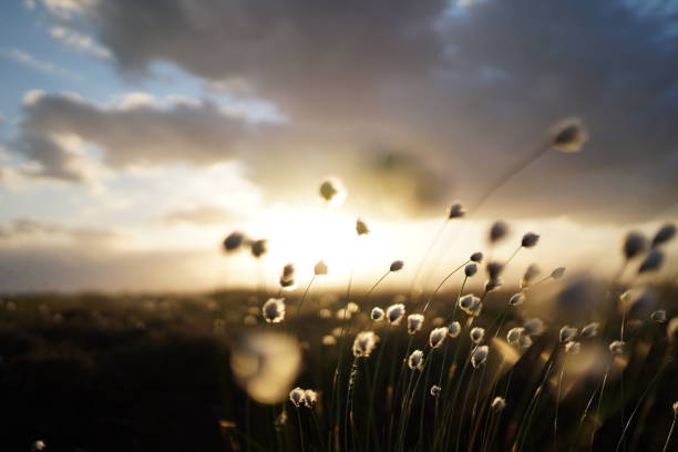 istock Romantic cotton grass in the moor, germany 1319989734