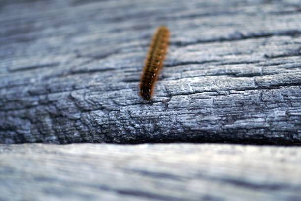 Brown hairy caterpillar on a woddon surface stock photo