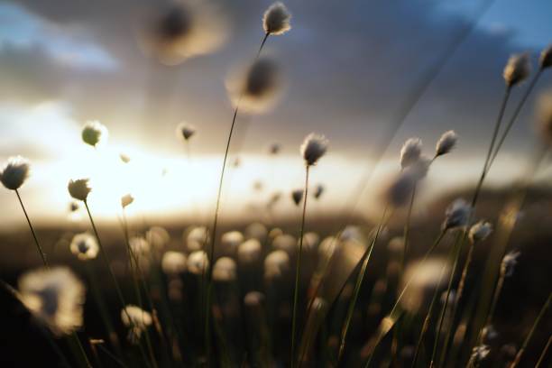 Romantic cotton grass in the moor, germany stock photo