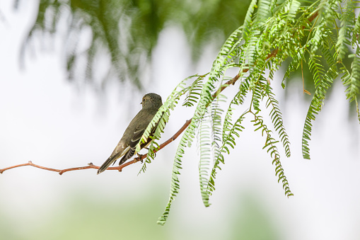 little gray flycatcher sitting on branch of the acacia tree