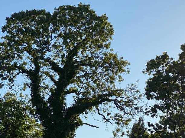 istock Trees in silhouette in spring, against clear blue sky 1319990955