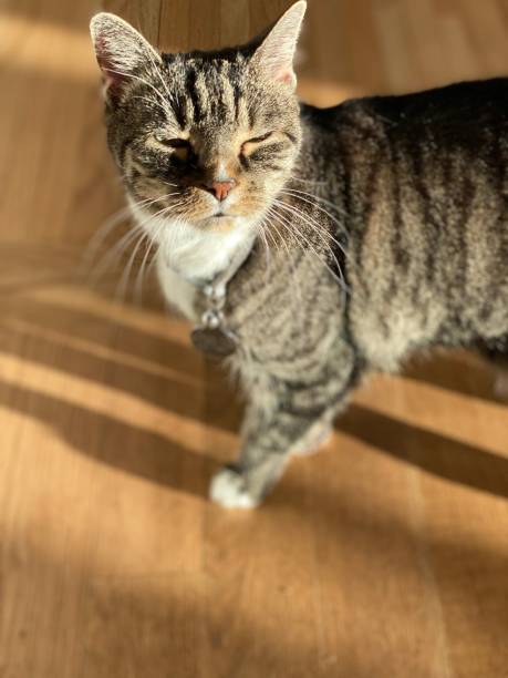 istock Cute tabby cat squinting in the sunlight, standing on oak wood floor 1319990956