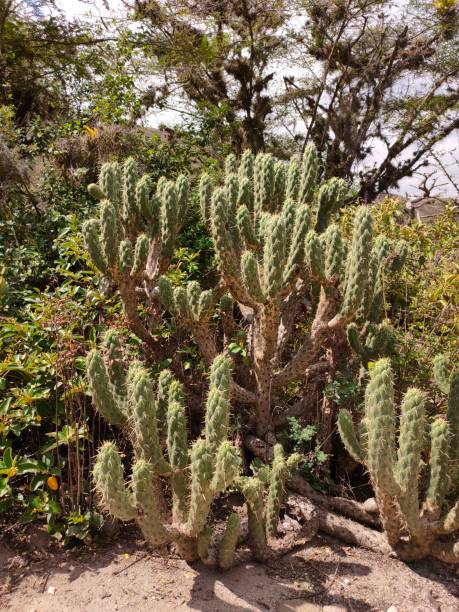 istock Large cactus in park of Jerusalem Quito 1319990961