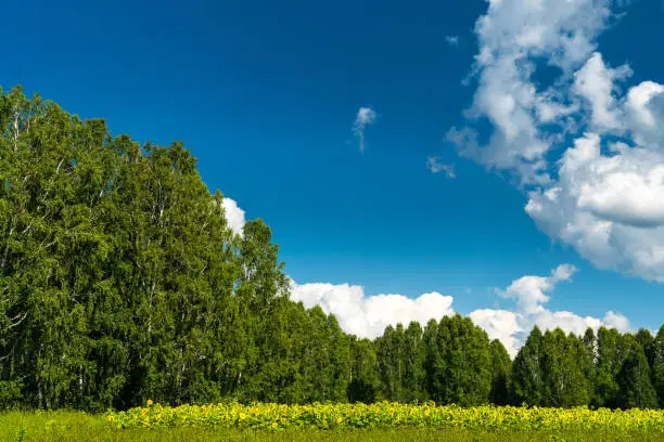 yellow sunflowers and birch forest over bright blue sky with clouds, summer countryside landscape