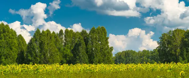 yellow sunflowers and birch forest over bright blue sky with clouds, summer countryside landscape
