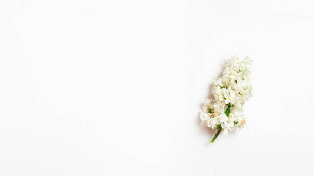 istock Flowering branch of lilac on white background 1319991584
