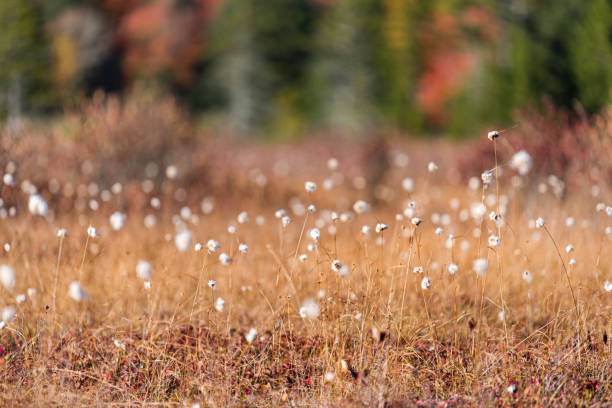 cottongrass cotton grass plants at autumn fall meadow field at cranberry glades wilderness in west virginia at allegheny mountains monongahela national forest - cotton grass sedge grass nature imagens e fotografias de stock