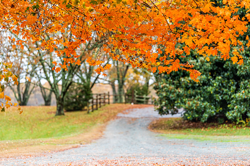 Colorful orange yellow maple tree branch with foliage leaves in autumn fall with countryside rural dirt gravel road in blurry background in Albemarle County, Virginia