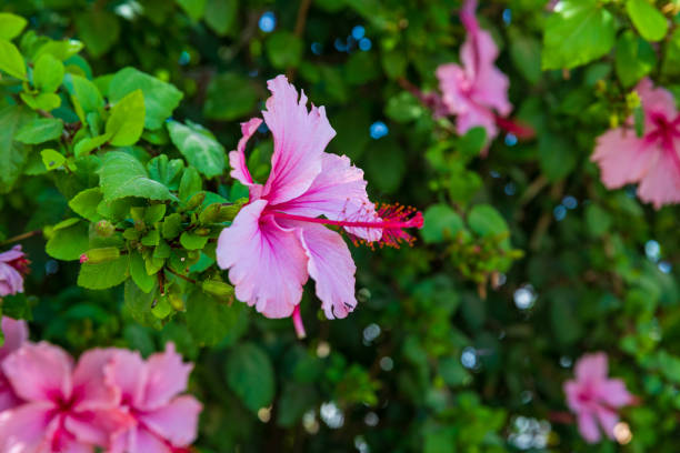 istock One pink hibiscus flower with stamens 1319991840