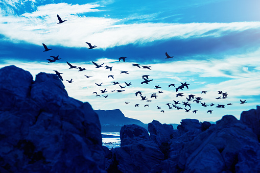 Atmopheric nature shot of cormorants flying over rocks at dusk.