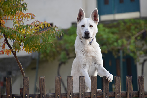 A big white dog standing on the fence of its yard