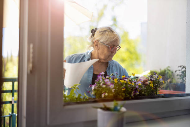 バルコニーで彼女の植物の世話をする先輩女性 - gardening single flower house flower ストックフォトと画像
