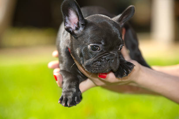istock French bulldog puppy 131999416
