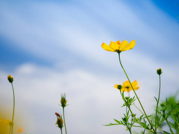 istock yellow cosmos flower against bright blue sky 1319995958