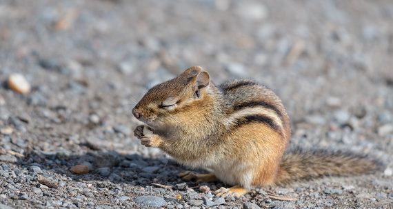 Chipmunk in the park