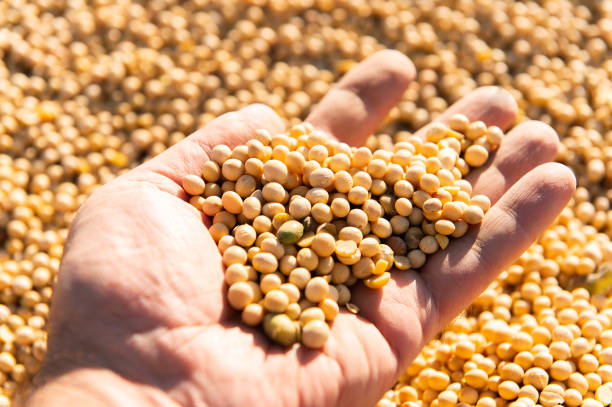 istock Soya bean seed in hands of farmer. Human, finger. 1319996498