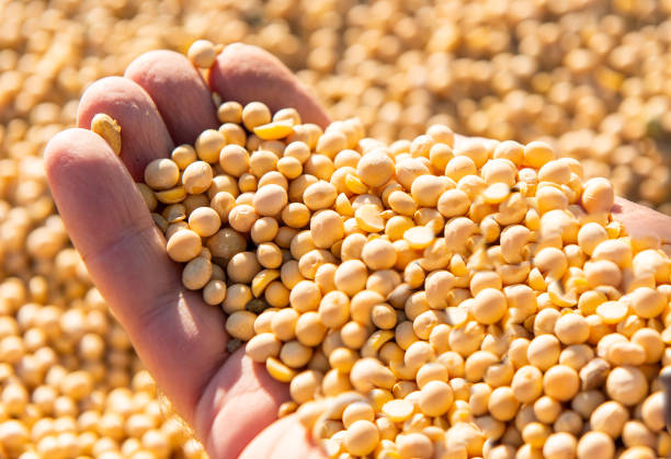 istock Soya bean seed in hands of farmer. Human, finger. 1319996502