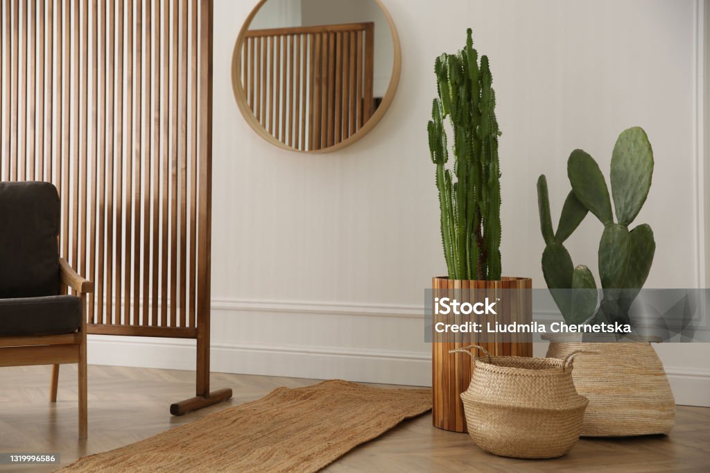Stylish room interior with beautiful potted cacti Cactus Stock Photo