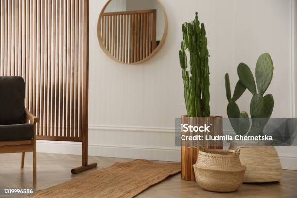 Stylish Room Interior With Beautiful Potted Cacti Stock Photo - Download Image Now - Cactus, Plant, Flower Pot