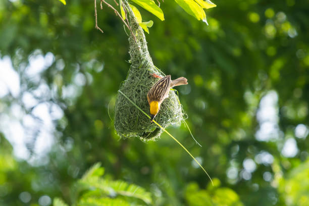baya weaver carefully build nest with grass, ploceus philippinus