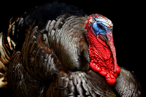 Turkey in color on a black background. Portrait photo. Backyard poultry.